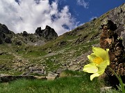 36 Pulsatilla alpina sulphurea (Anemone sulfureo) con Valletto